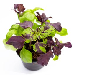 fesleğen bitki tencerede beyaz zemin üzerine.