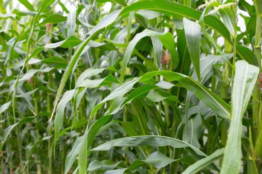 Young corn fruits on the corn field