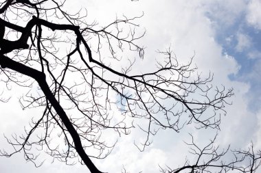 Dead branches tree silhouette with blue sky and cloud