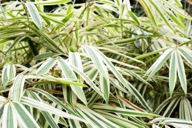 Bambuların beyaz ve yeşil yaprakları, çeşitlendirilmiş bitkiler