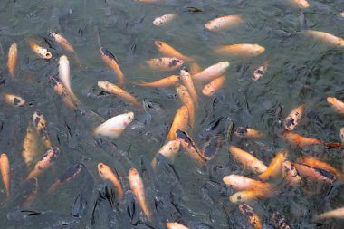 Göletteki Kırmızı Tilapia Balığı
