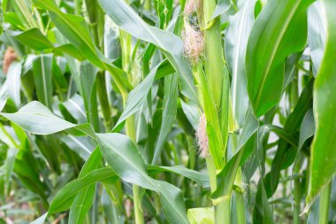 Young corn fruits on the corn field