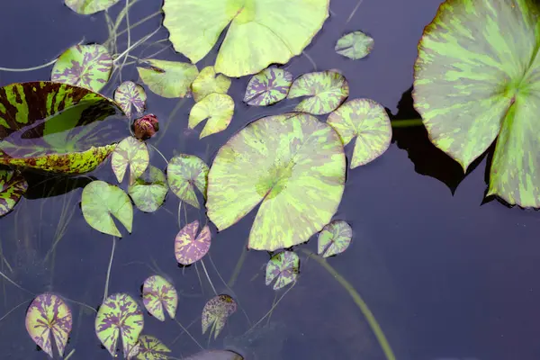 Beautiful Blooming Lotus Flower Leaves Waterlily Pond — Stockfoto