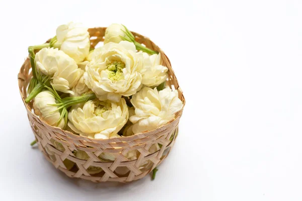 Jasmín Květina Bílém Pozadí — Stock fotografie