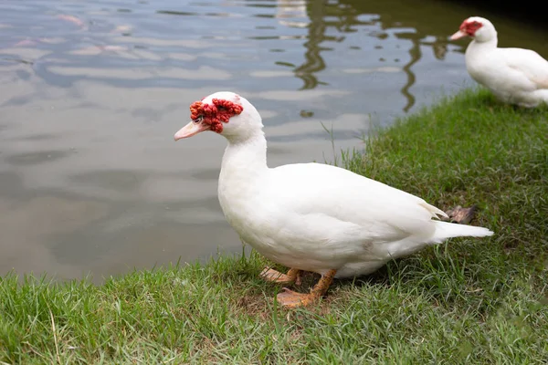 Free Range Duck Farm Natural Organic Duck — Stockfoto