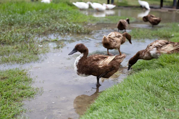 Free Range Duck Farm Natural Organic Duck — Zdjęcie stockowe