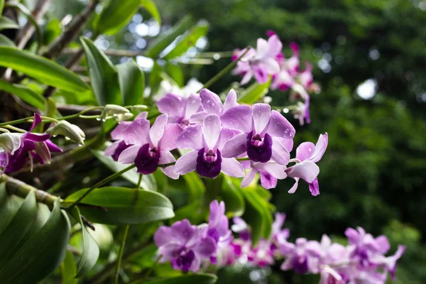 Schöne Lila Orchideenblume Garten — Stockfoto
