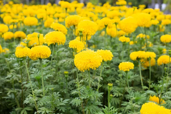 Fleur Souci Jaune Dans Jardin — Photo