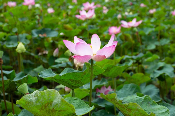 Pink Lotus Flower Blooming Pond Green Leaves — Stock fotografie