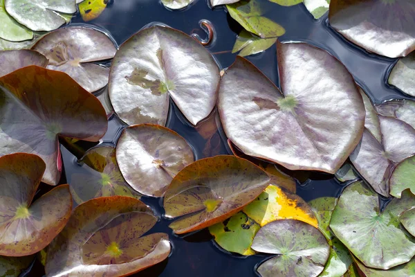 Beautiful Blooming Lotus Flower Leaves Waterlily Pond — 스톡 사진