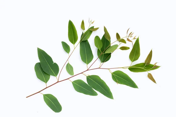 Eucalyptus Bladeren Witte Achtergrond — Stockfoto