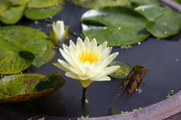 Nymphaea Lotus Flower Leaves Beautiful Blooming Water Lily — Fotografia de Stock