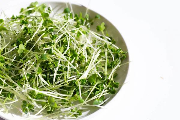 Organic Kale Sprouts White Background — Φωτογραφία Αρχείου