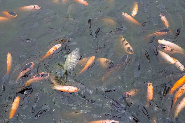 Red Tilapia Fish Pond — Stock Photo, Image