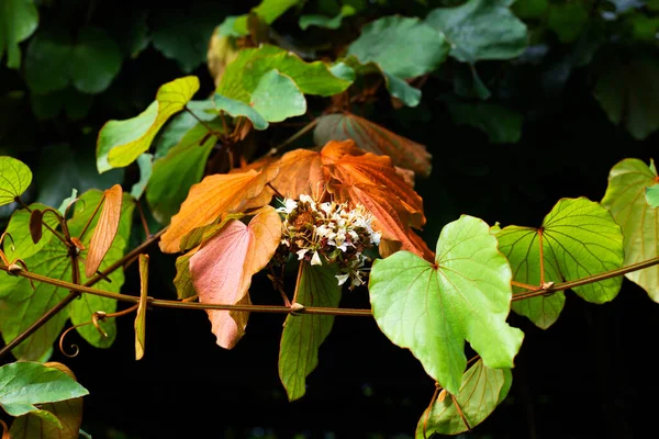 Bauhinia Aureifolia Nebo Zlaté Listy Bauhinia — Stock fotografie