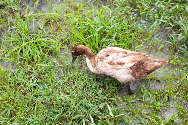 Free Range Duck Farm Natural Organic Duck — Stock fotografie