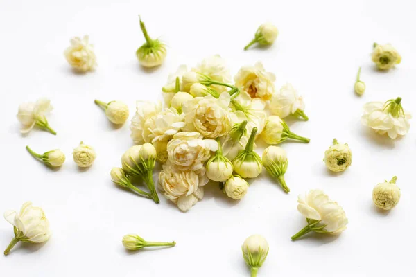 Jasmine Flower White Background — Stock Photo, Image