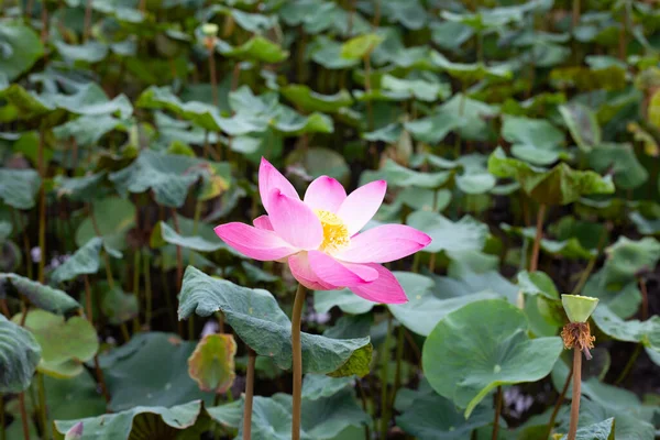 Pink Lotus Flower Blooming Pond Green Leaves — Zdjęcie stockowe