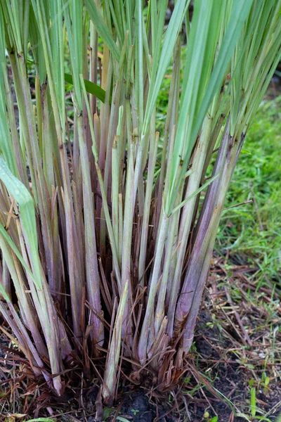 Lemongrass Clump Garden — стоковое фото