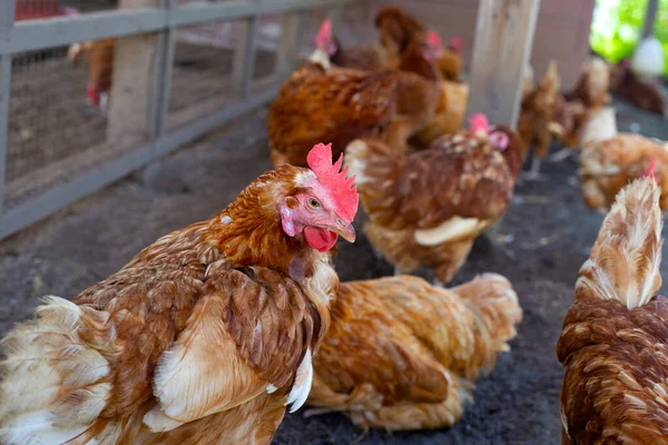 Tyúkok Csirkefarmon Ökológiai Baromfiólban — Stock Fotó