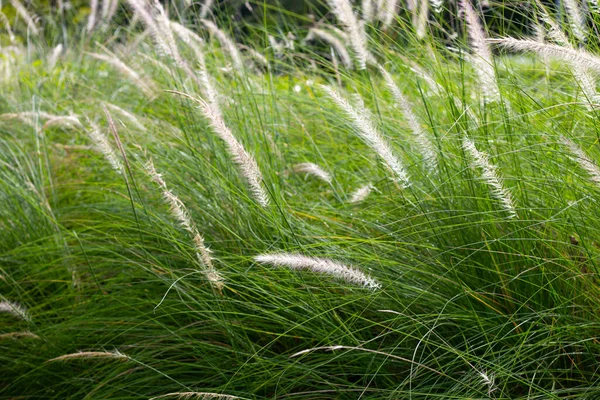 Fountain Grass Pennisetum Alopecuroides — Stock Fotó