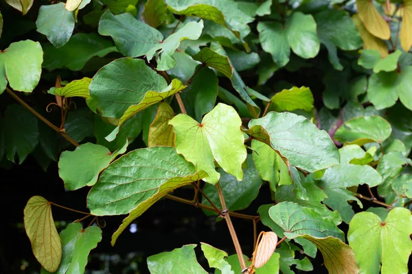 Bauhinia Aureifolia Bauhinia Φύλλα Χρυσού — Φωτογραφία Αρχείου