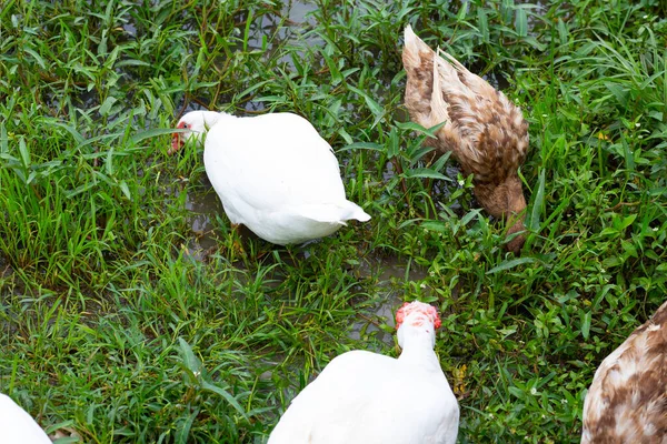 Free Range Duck Farm Natural Organic Duck — Stock Photo, Image