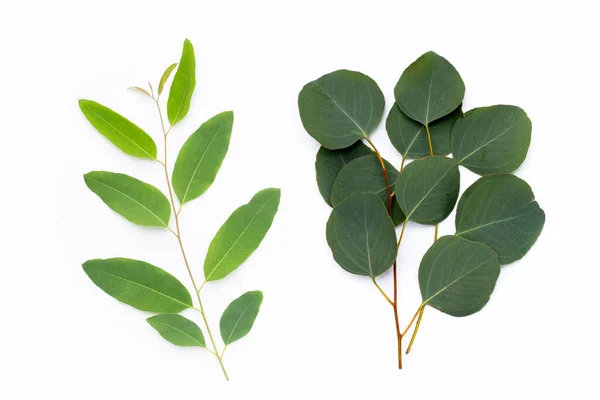Groene Bladeren Van Eucalyptus Wit — Stockfoto