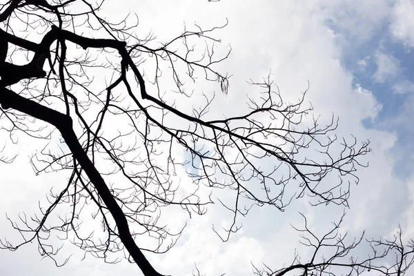 Dode Takken Silhouet Met Blauwe Lucht Wolk — Stockfoto