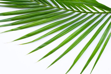 Beyaz arkaplanda yeşil palmiye yaprakları.