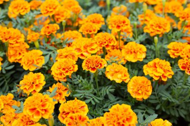Marigold flower in the garden clipart