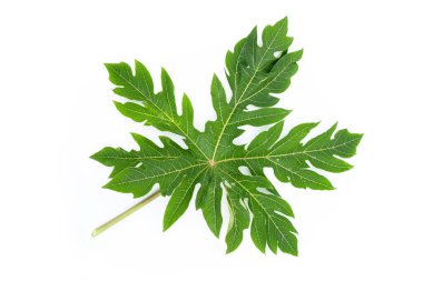 Papaya yaprak beyaz zemin üzerine.