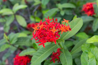 Bahçedeki ixora çiçeği