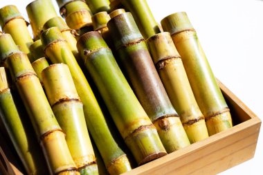 Şeker kamışını dikmek için kes