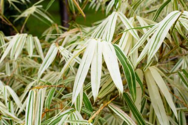 Bambuların beyaz ve yeşil yaprakları, çeşitlendirilmiş bitkiler