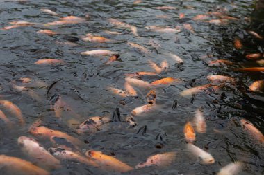 Göletteki Kırmızı Tilapia Balığı