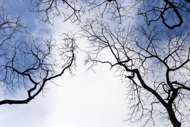 Mavi gökyüzü ve bulutlu ölü dallar.