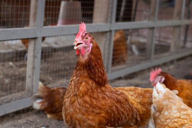Tavuk çiftliğinde tavuklar. Organik kümes hayvanları.
