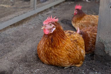 Tavuk çiftliğinde tavuklar. Organik kümes hayvanları.