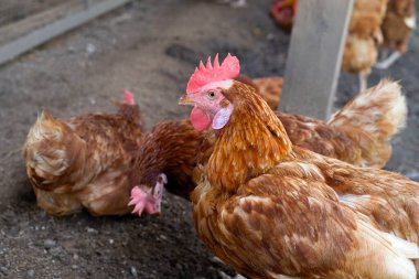 Tavuk çiftliğinde tavuklar. Organik kümes hayvanları.
