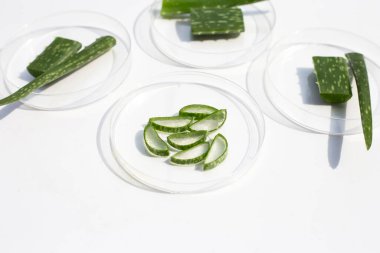 Beyaz arka planda petri kabında Aloe Vera.