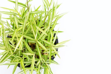 Beyaz arka planda yeşil sarı bitki. Thyrsostachys Siamensis Gamble veya Cat bamboo 'nun üst görünümü