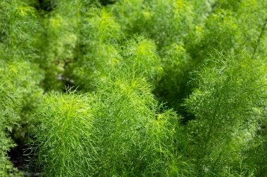 Bahçedeki köpek rezenesi (Eupatorium kapilyumu)