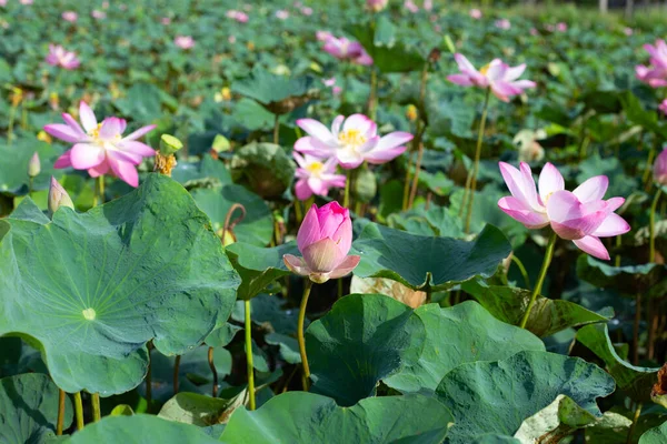 Pink Lotus Flower Blooming Pond Green Leaves — Zdjęcie stockowe