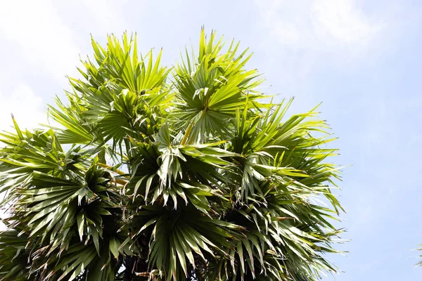 Toddy Palmboom Met Blauwe Lucht — Stockfoto
