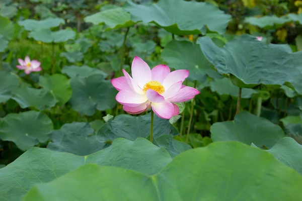 Pink Lotus Flower Blooming Pond Green Leaves — Stockfoto