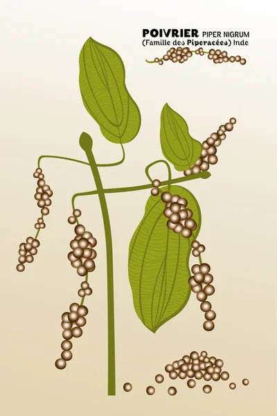 Poivrier - peper piper nigrum — Stockvector