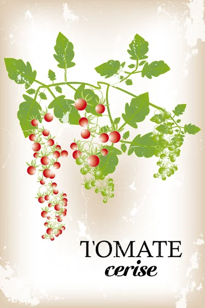 Cereja de tomate - Tomate cereja — Vetor de Stock