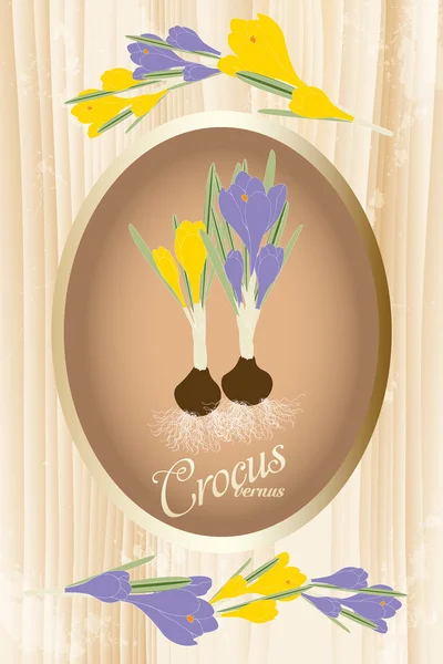 Crocus vernus - ilustración dibujada a mano — Vector de stock