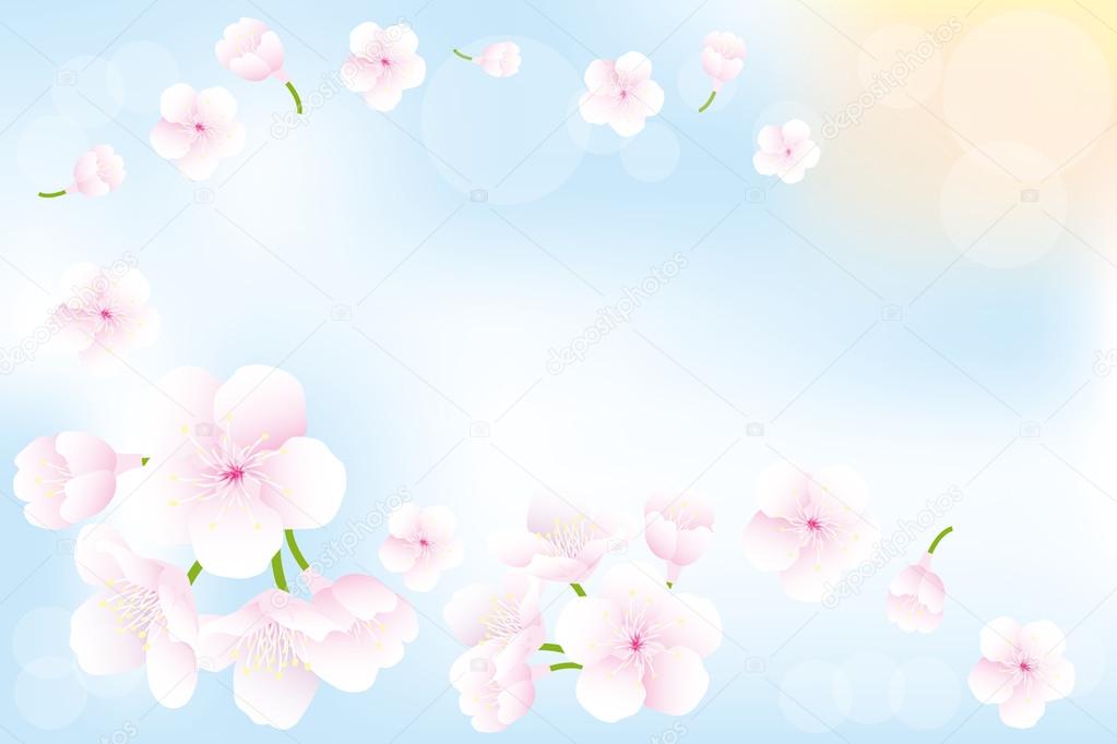Hanami - Cherry blossoms background